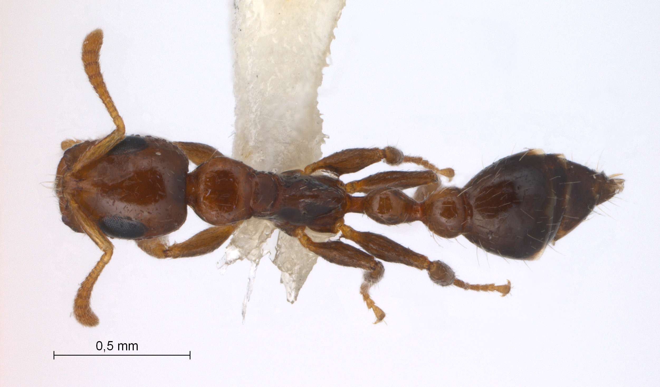 Foto Tetraponera modesta Smith,1860 dorsal