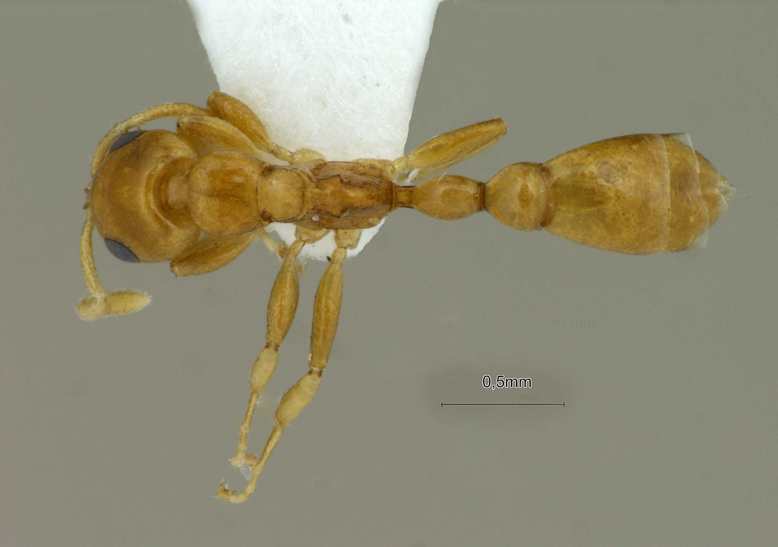 Foto Tetraponera modesta Smith,1860 dorsal