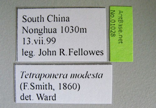 Tetraponera modesta Smith,1860 Label