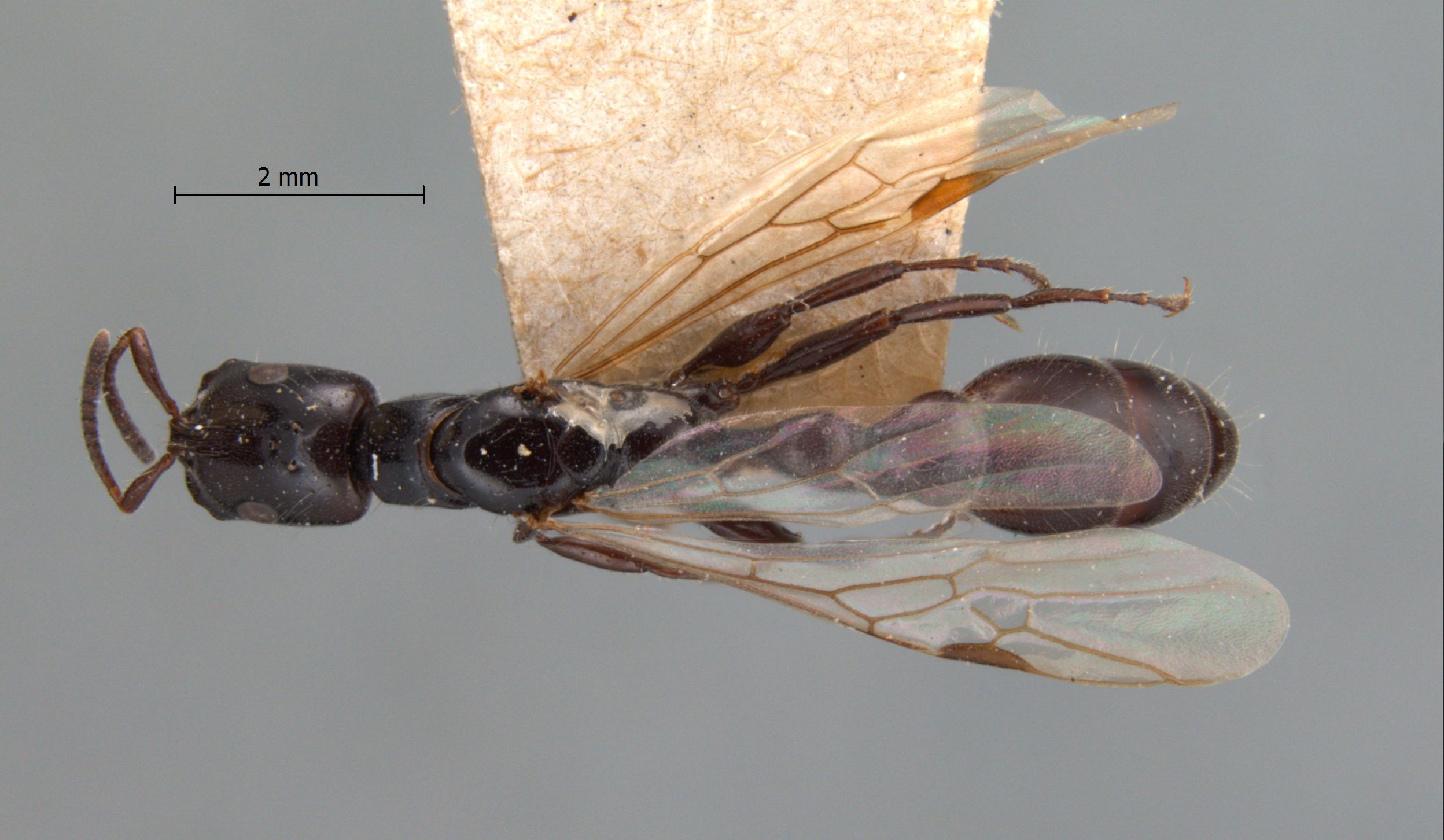 Foto Tetraponera nigra Jerdon, 1851 dorsal