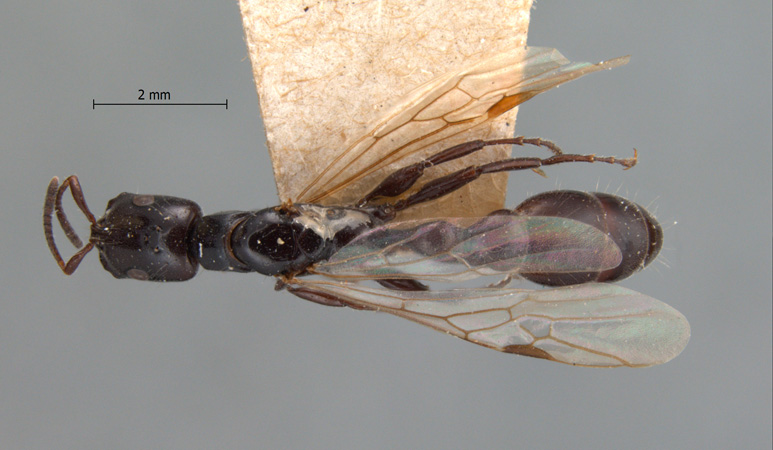 Tetraponera nigra Jerdon, 1851 dorsal