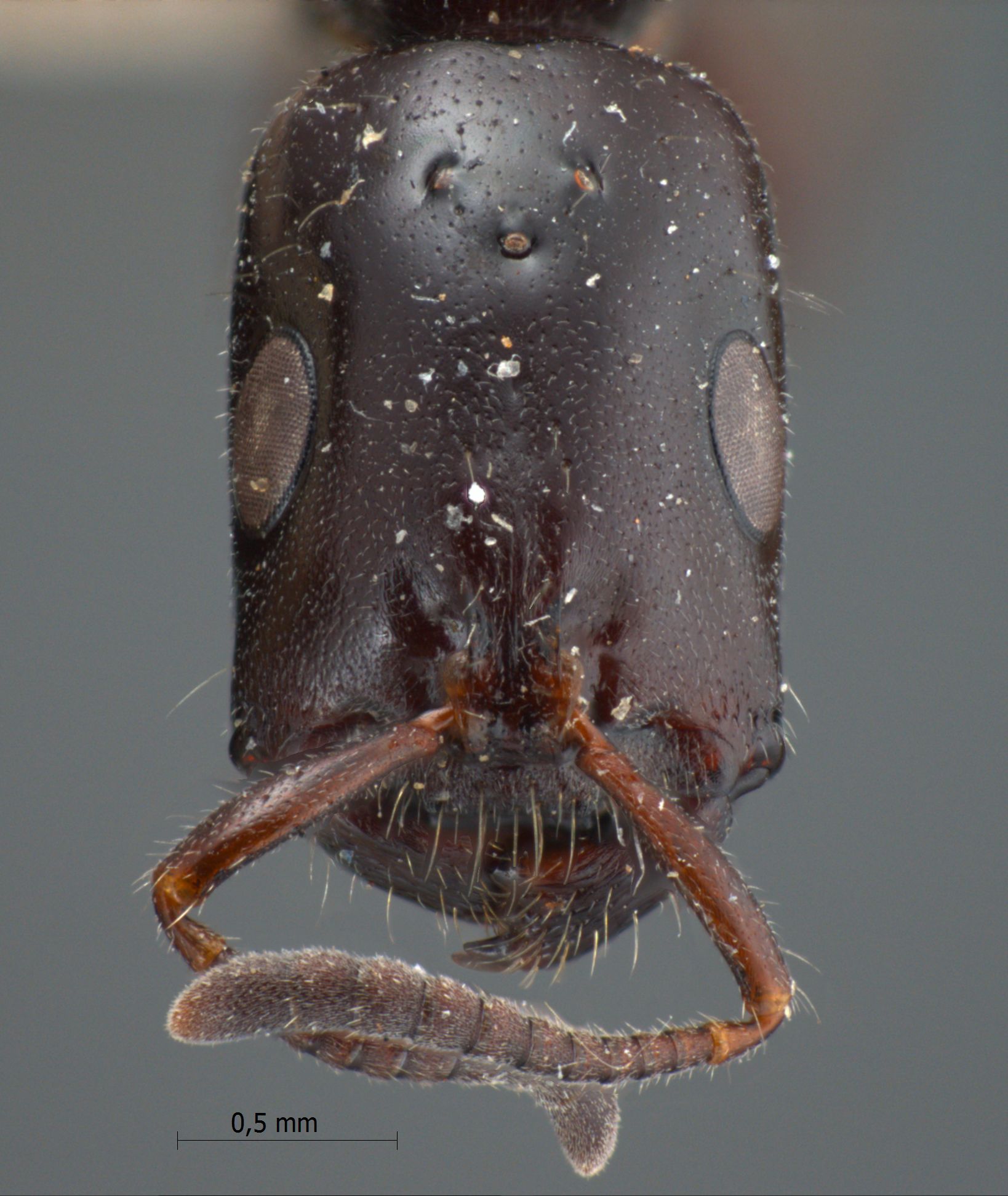 Foto Tetraponera nigra Jerdon, 1851 frontal