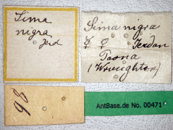 Foto Tetraponera nigra Jerdon, 1851 Label