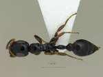 Tetraponera nitida Smith,1860 dorsal