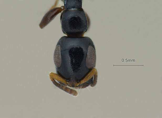 Tetraponera nitida Smith,1860 frontal