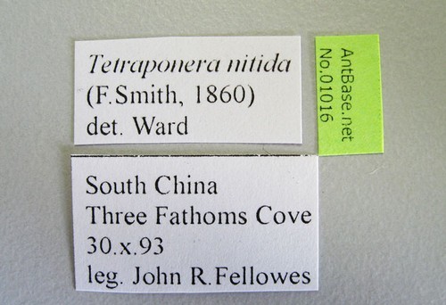 Tetraponera nitida Smith,1860 Label