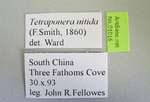 Tetraponera nitida Smith,1860 Label