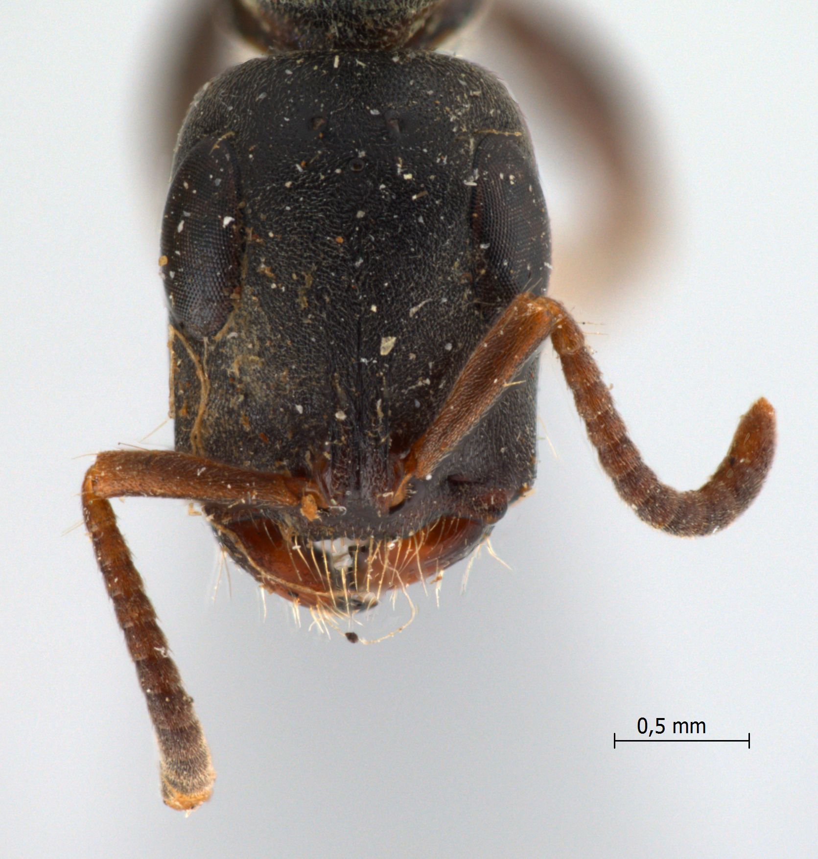 Foto Tetraponera pilosa Smith,1858 frontal