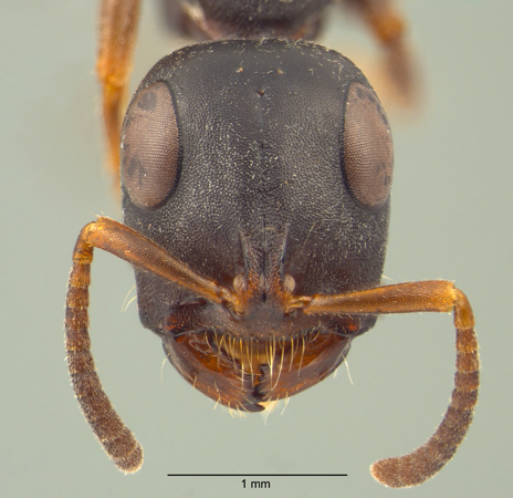 Tetraponera pilosa Smith,1858 frontal