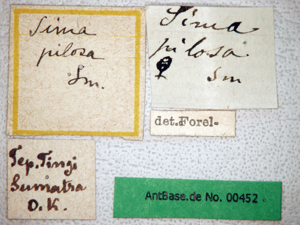 Foto Tetraponera pilosa Smith,1858 Label