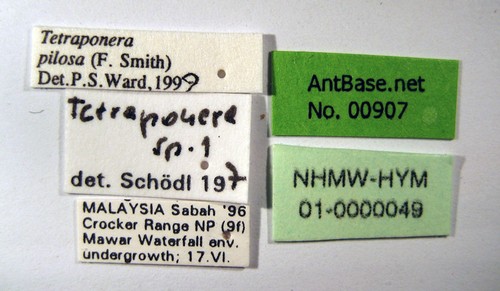 Tetraponera pilosa Smith,1858 Label