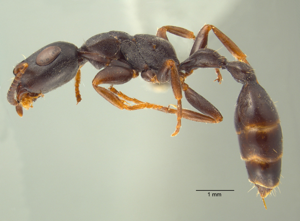 Tetraponera pilosa Smith,1858 lateral