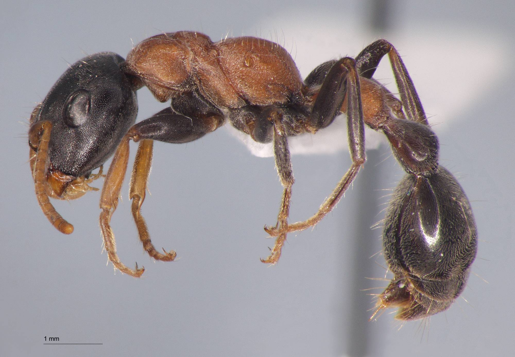 Foto Tetraponera rufonigra Jerdon, 1851 lateral