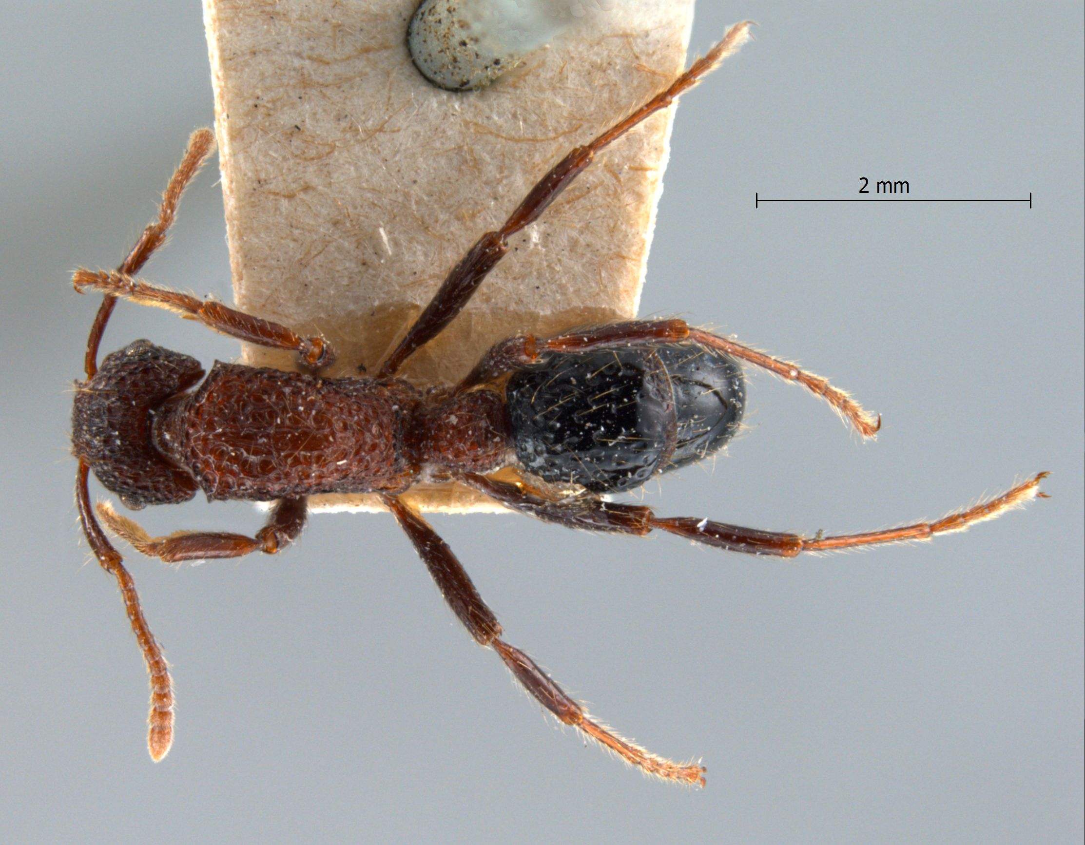 Gnamptogenys bicolor Emery, 1889 dorsal