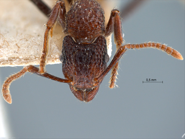 Gnamptogenys bicolor Emery, 1889 frontal