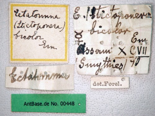 Gnamptogenys bicolor Emery, 1889 Label