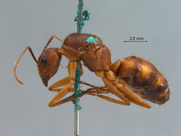 Camponotus variegatus Smith, 1858 lateral