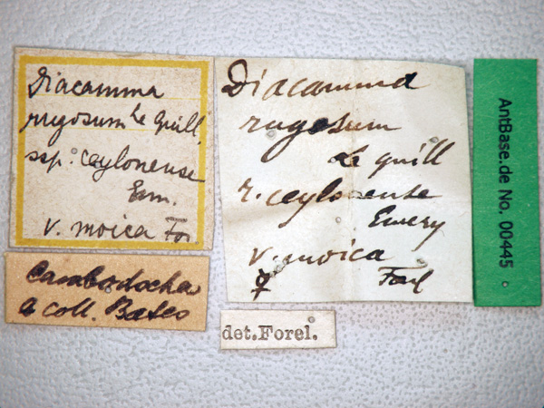 Diacamma rugosum Le Guillou,1842 Label