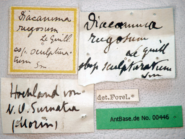 Diacamma rugosum Le Guillou,1842 Label