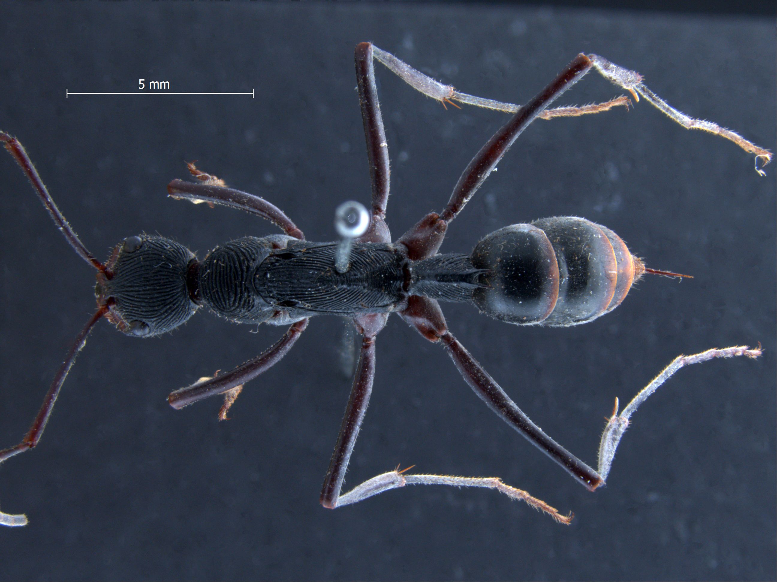 Diacamma scalpratum Smith, 1858 dorsal