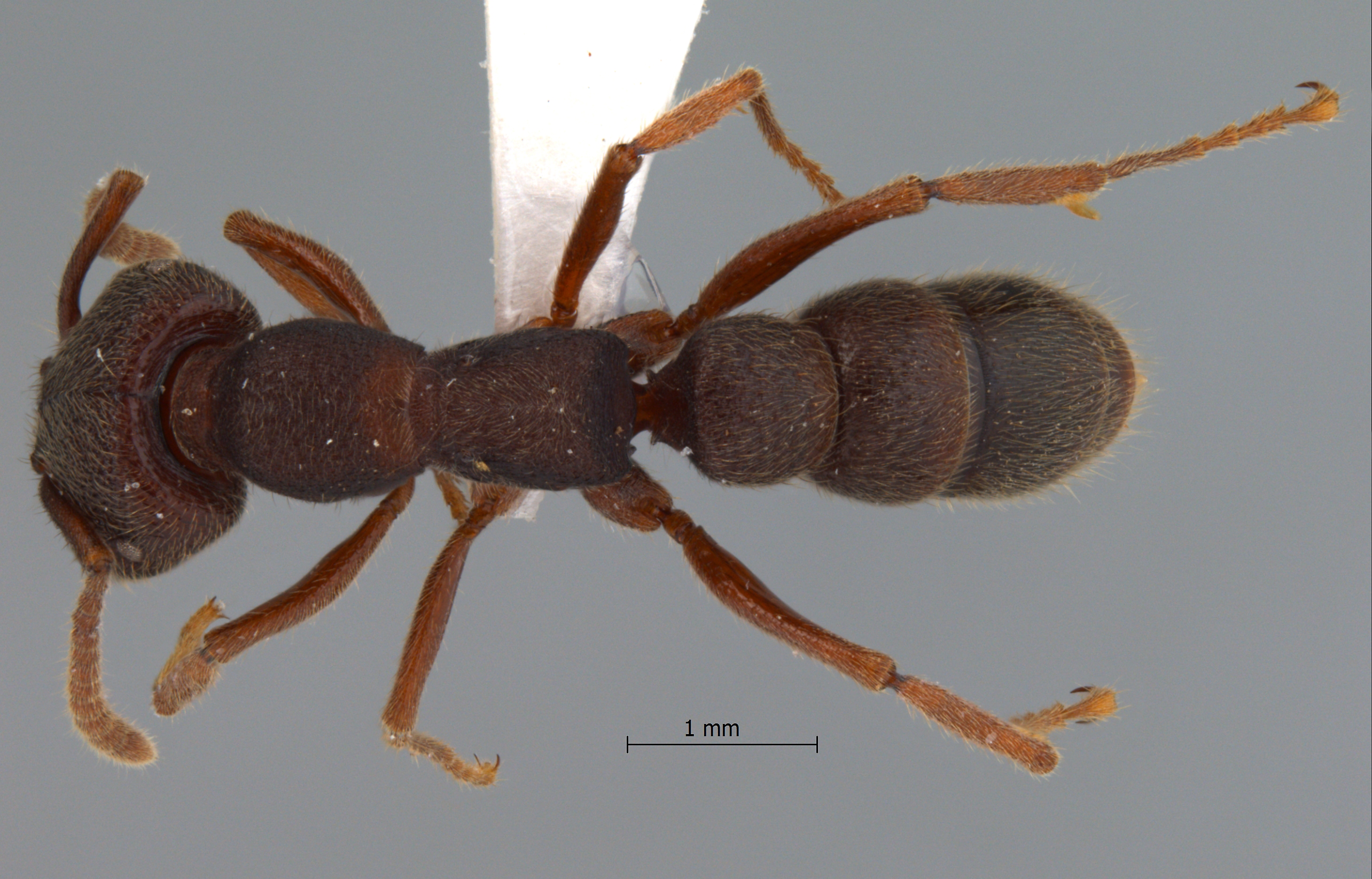 Amblyopone reclinata Mayr, 1879 dorsal