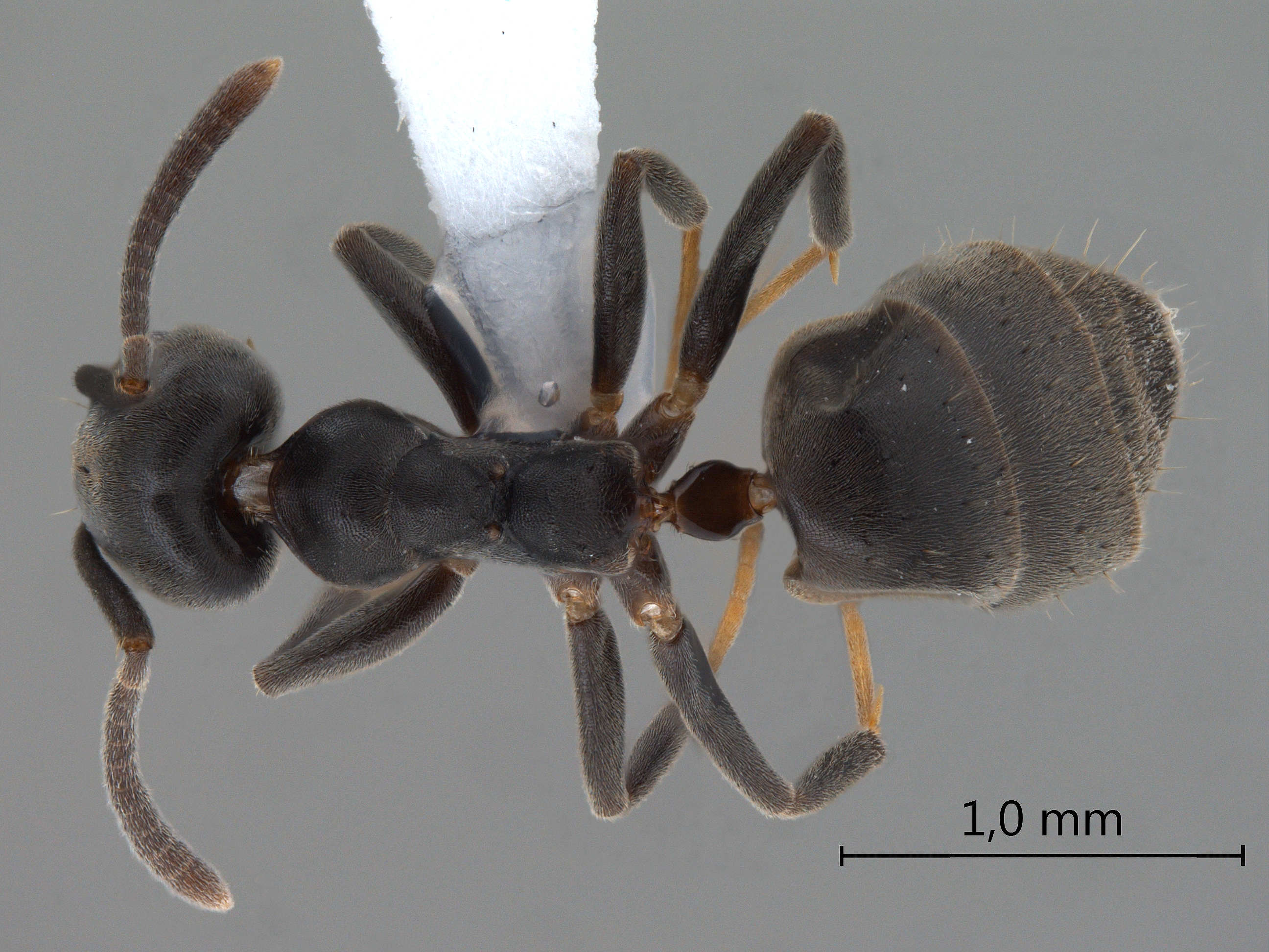 Technomyrmex elatior Forel, 1902 dorsal