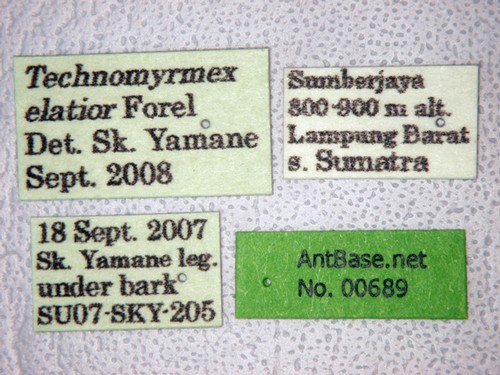 Technomyrmex elatior Forel, 1902 Label