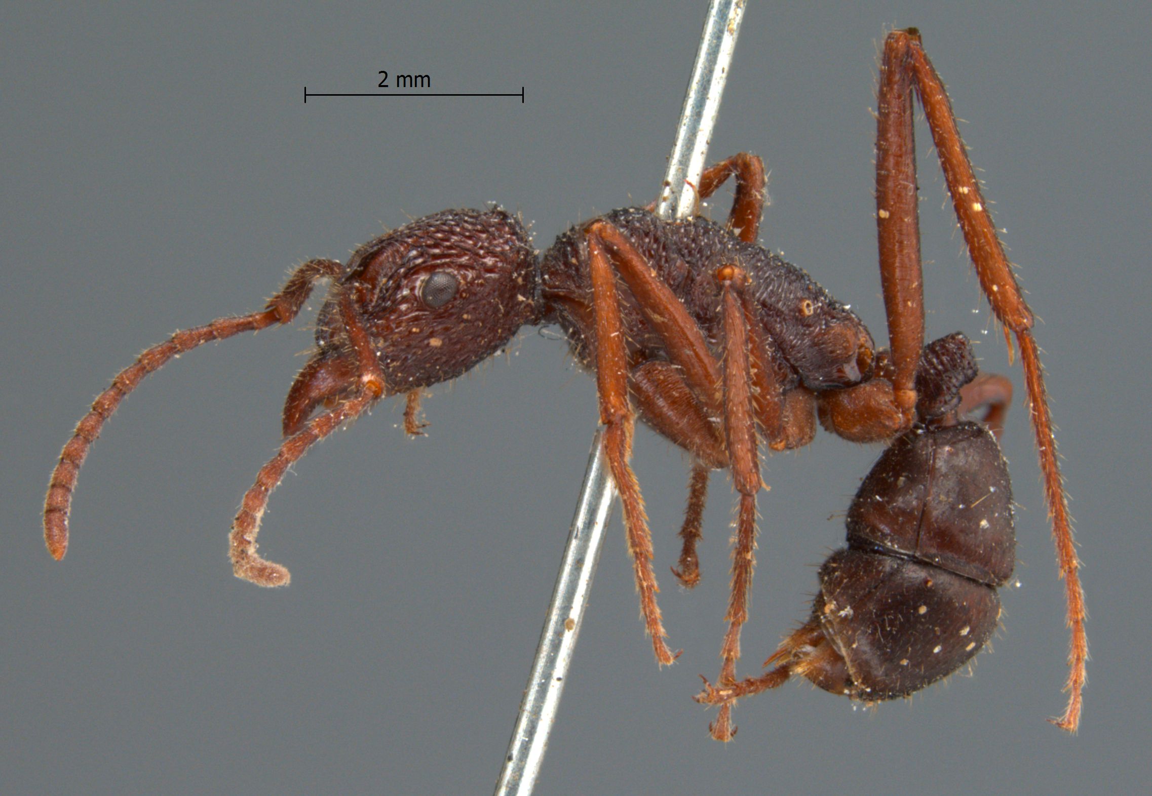 Rhytidoponera araneoides Le Guillou, 1842 lateral