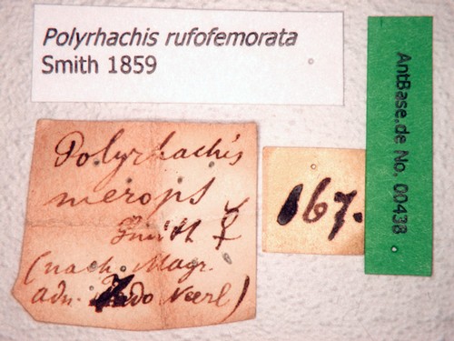 Polyrhachis rufofemorata Smith, 1859 Label