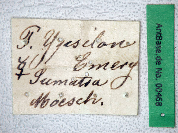 Polyrhachis ypsilon Emery,1887 Label