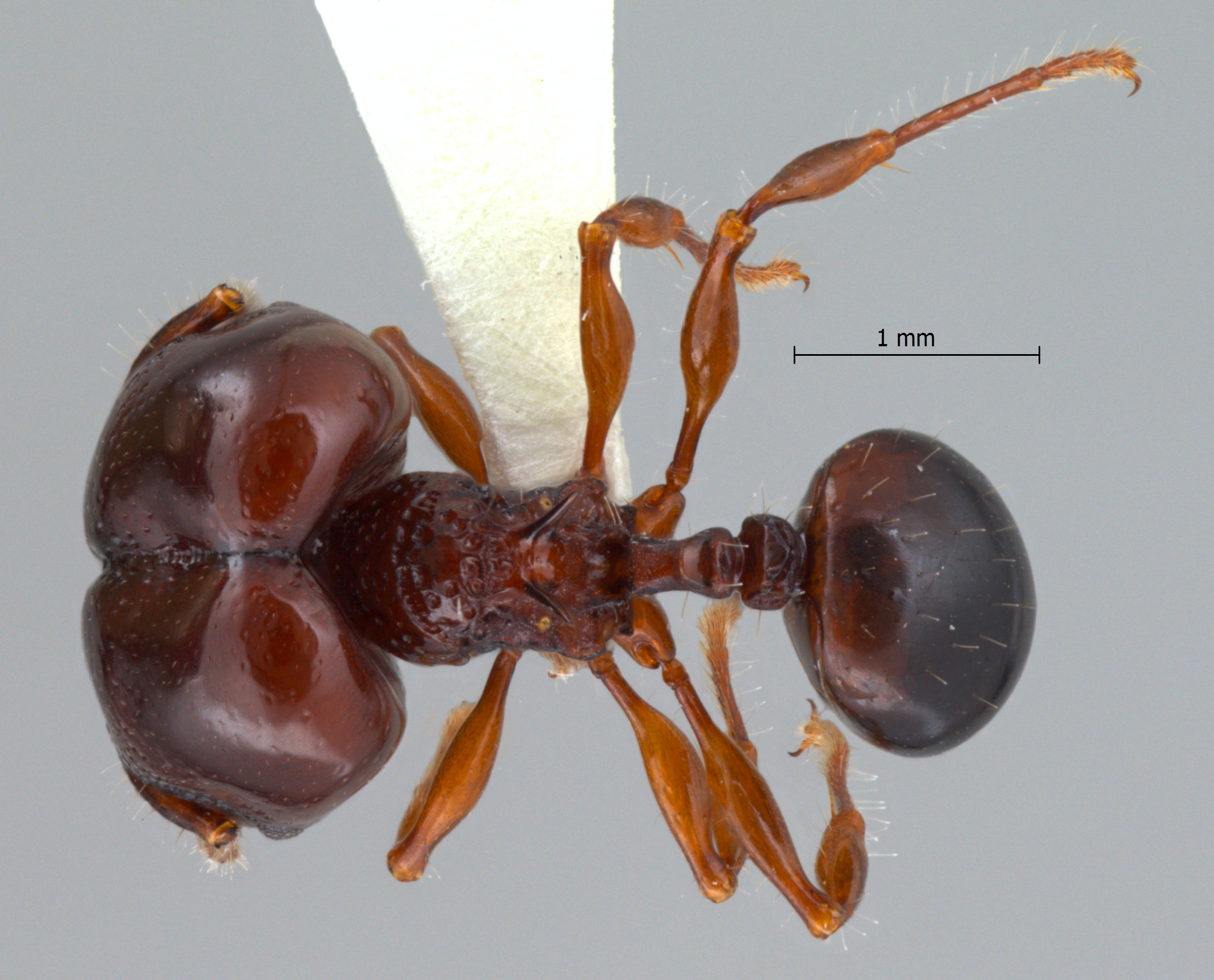 Acanthomyrmex padanensis Terayama, Ito & Gobin, 1998 dorsal