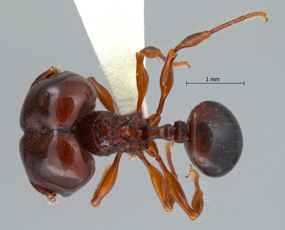 Acanthomyrmex padanensis Terayama, Ito & Gobin, 1998 dorsal