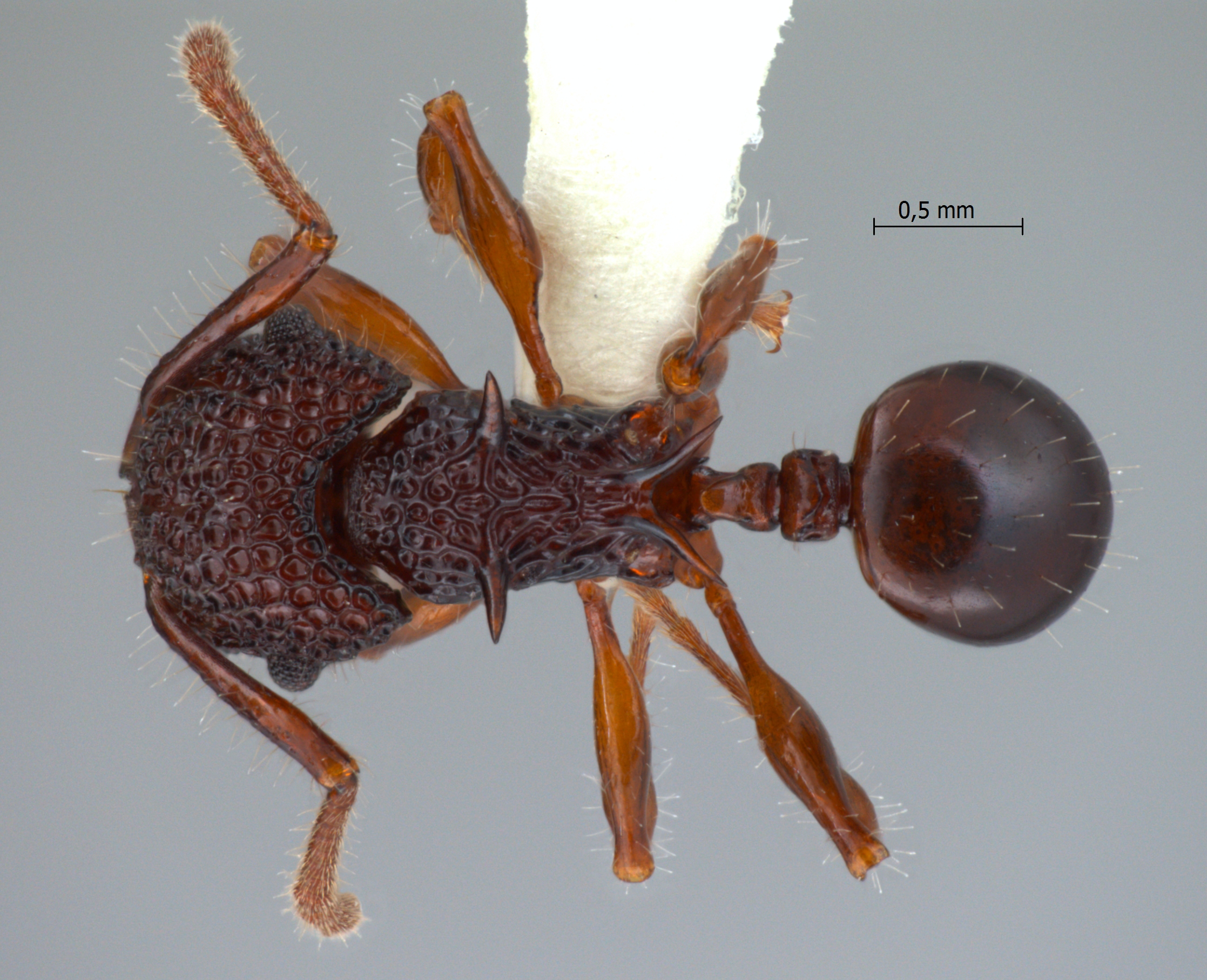 Acanthomyrmex padanensis Terayama, Ito & Gobin, 1998 dorsal