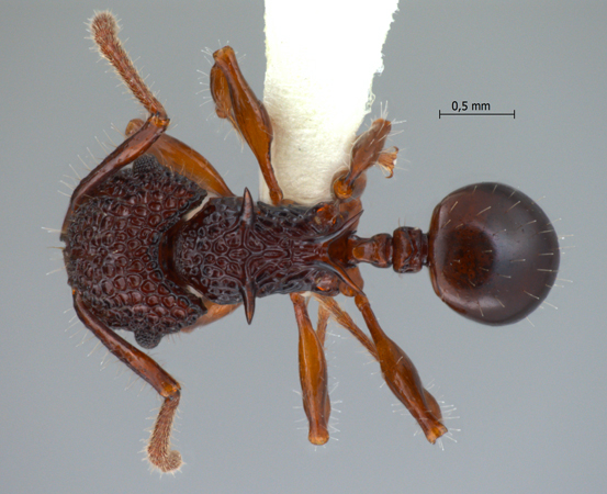 Acanthomyrmex padanensis Terayama, Ito & Gobin, 1998 dorsal