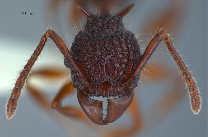 Acanthomyrmex padanensis Terayama, Ito & Gobin, 1998 frontal