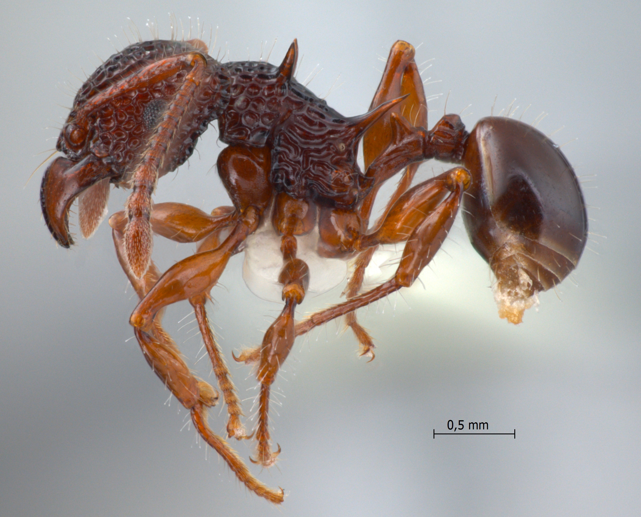 Acanthomyrmex padanensis Terayama, Ito & Gobin, 1998 lateral
