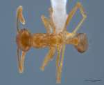 Pheidole havilandi Forel, 1911 dorsal