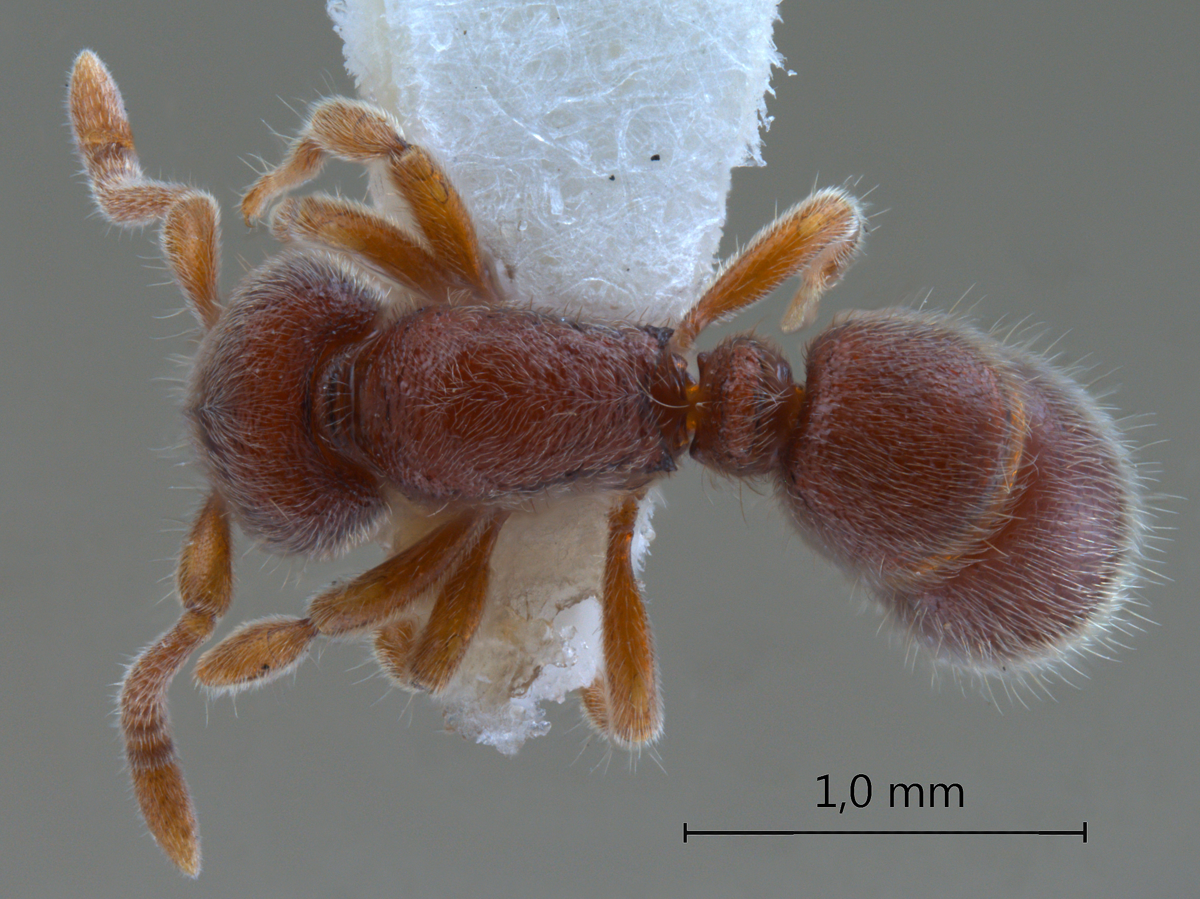 Proceratium sulawense De Andrade, 2003 dorsal