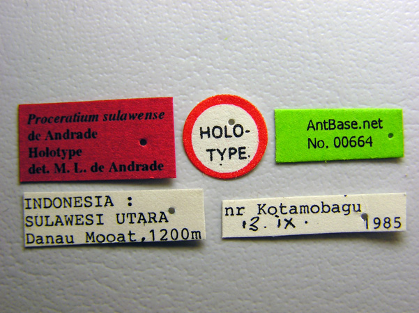 Proceratium sulawense De Andrade, 2003 Label