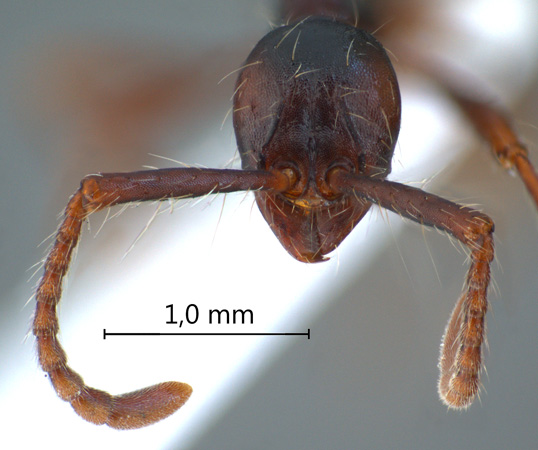 Aenictus 3 frontal