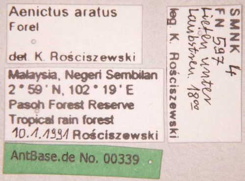 Aenictus aratus Forel,1900 unbekannt