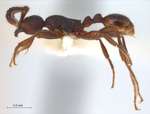 Aenictus aratus Forel,1900 lateral