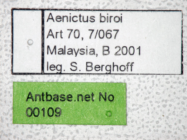 Aenictus camposi Wheeler&Chapman,1925 Label