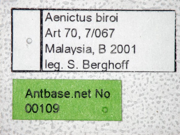 Aenictus biroi Forel,1907 Label