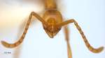 Aenictus camposi Wheeler&Chapman,1925 frontal