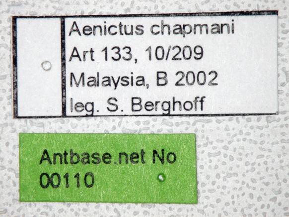 Aenictus chapmani Wilson,1964 Label