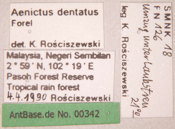 Aenictus dentatus Forel,1911 unbekannt