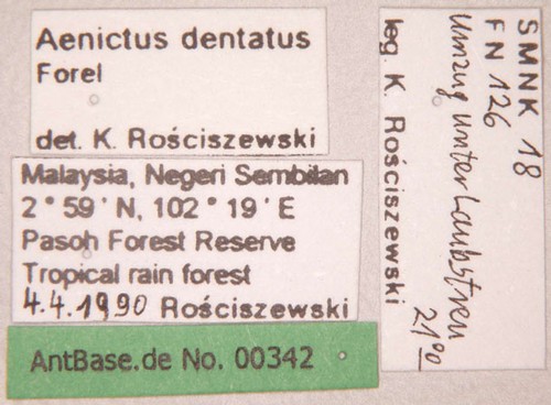 Aenictus dentatus Forel,1911 unbekannt