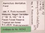 Aenictus dentatus Forel,1911 unbekannt