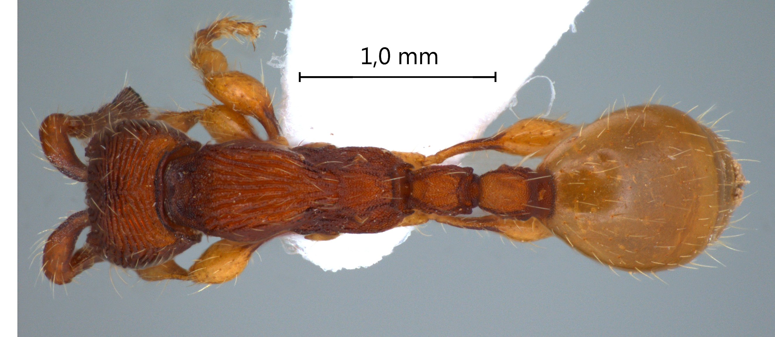 Aenictus silvestrii Wheeler,1929 dorsal